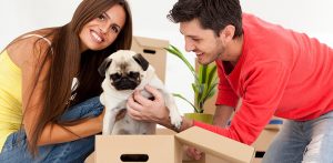 How To Move (Happily) With A Dog