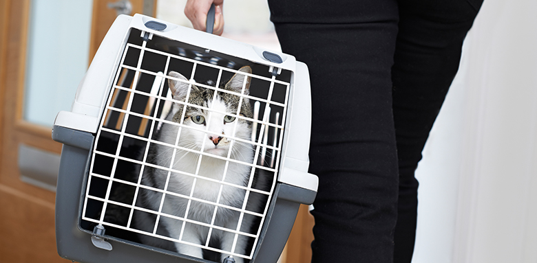 How To Keep Your Pet Safe During Your Move