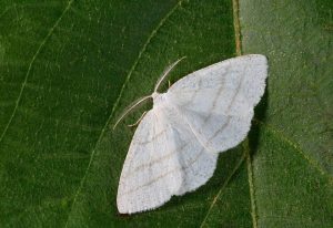 Gypsy Moth- Tips & Info When You move
