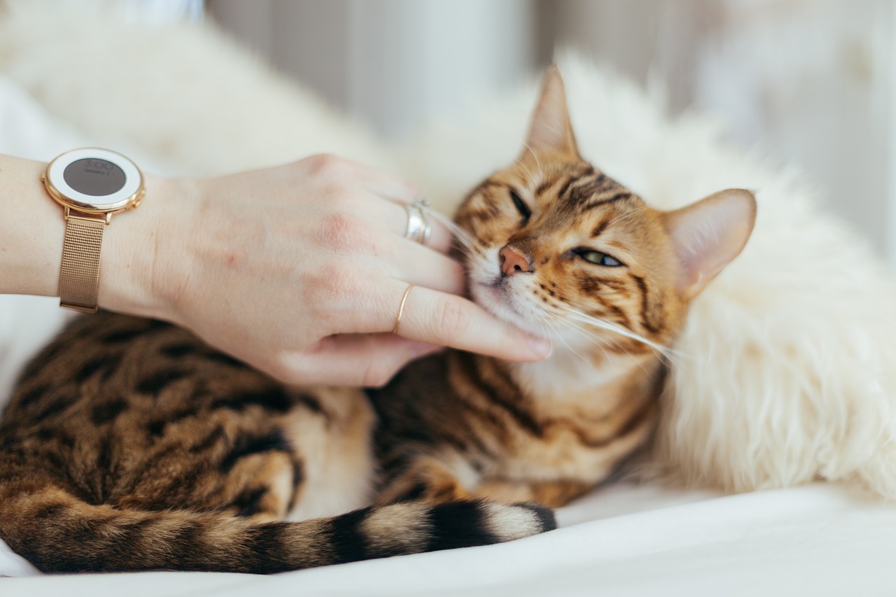 House pets - Cat