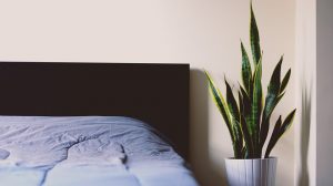 Bed with House Plant Next to it