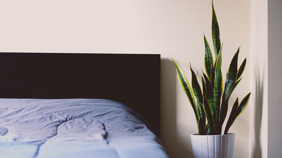 Bed with House Plant Next to it