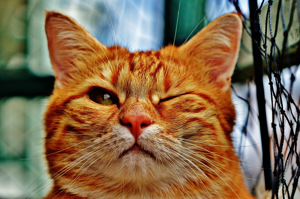 Orange Cat Winking