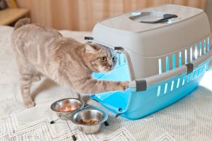 cat going into carrying crate