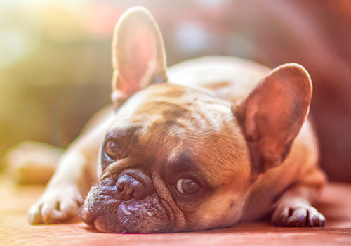 Dog Laying On The Ground