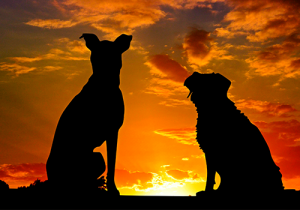 Dogs Looking At Sunset