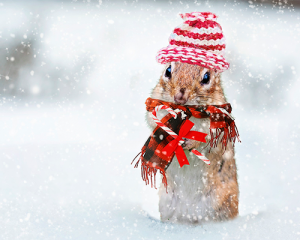 Squirrel Wearing Winter Hat And Scarf