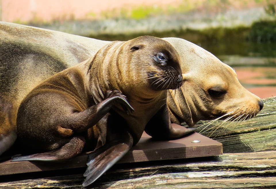Sea Lion