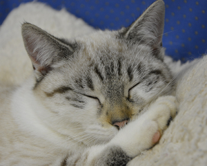 Sleeping Cat