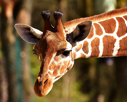 giraffe