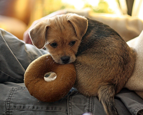 dog toy