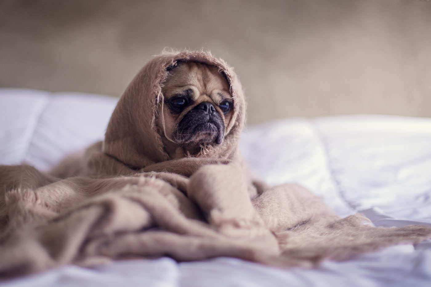 Pug In A Blanket