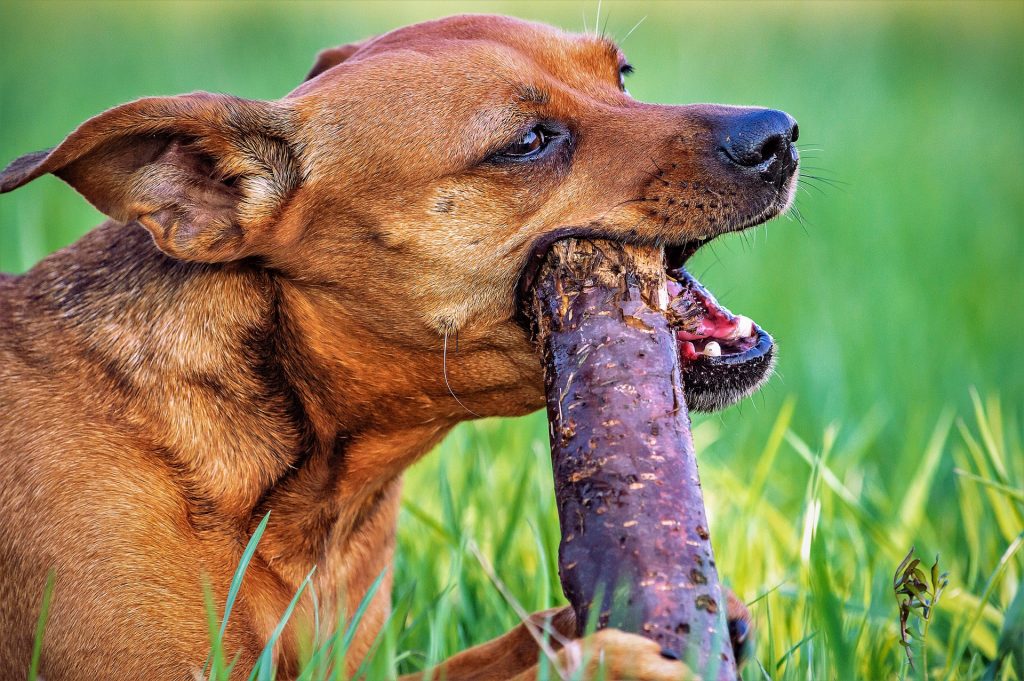 dog chewing stick