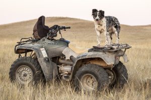 Dog on an ATV