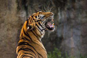 Tiger Roaring