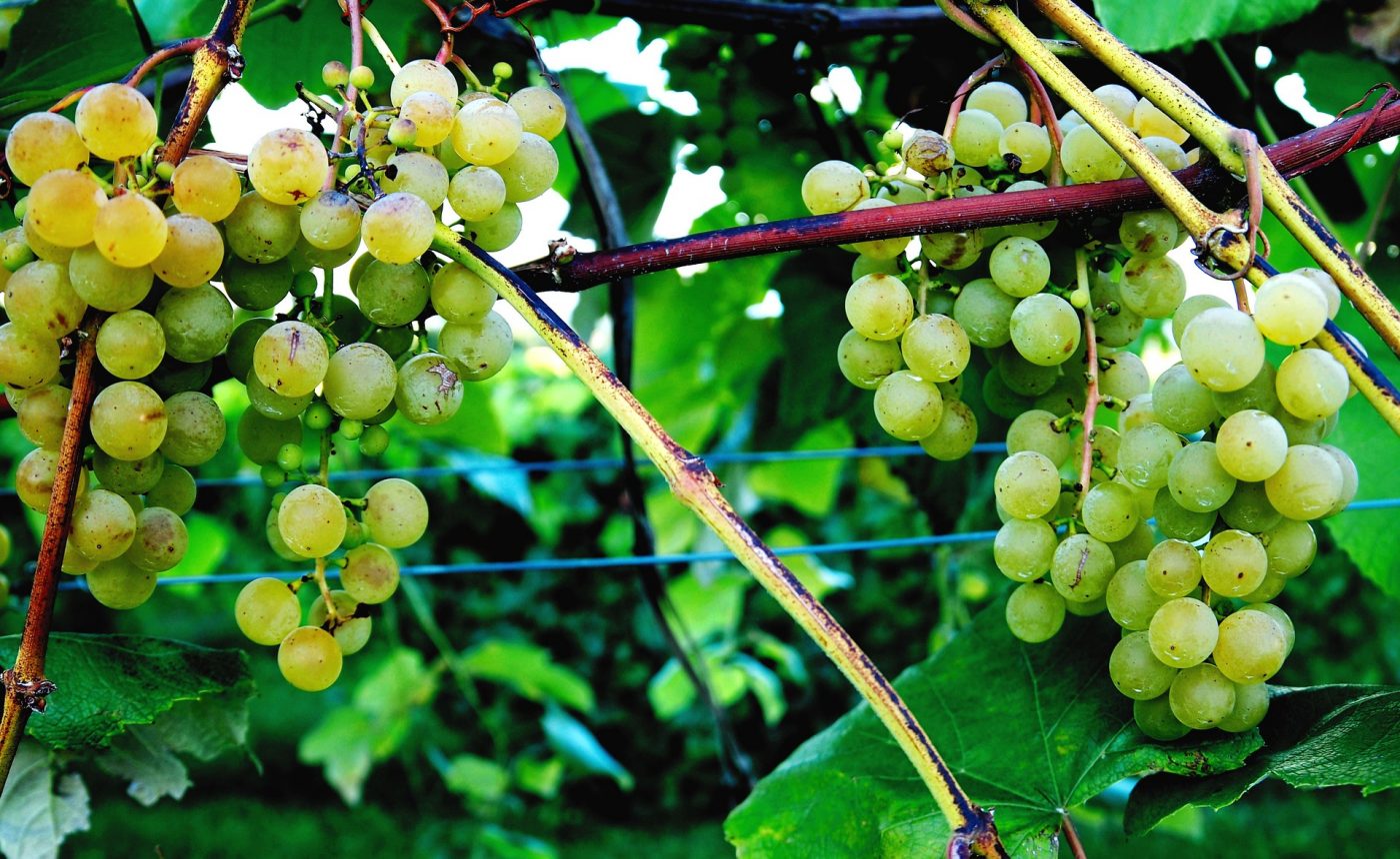 Grapes for Wine