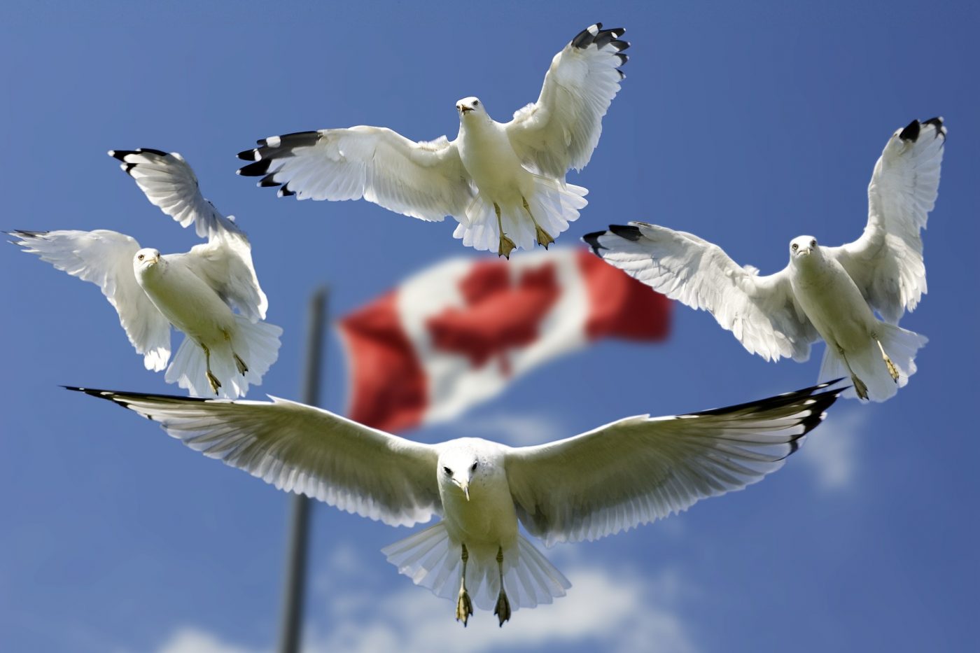 Birds and Canada Flag