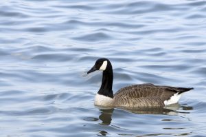 goose in water