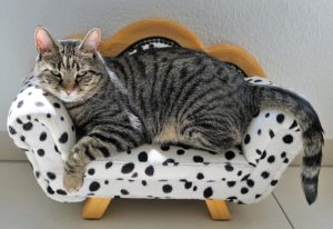 cat sitting on chair