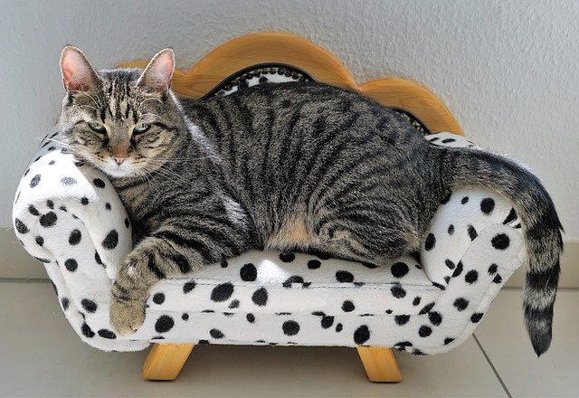 cat sitting on chair