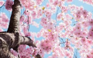 pink cherry blossoms against the blue sky