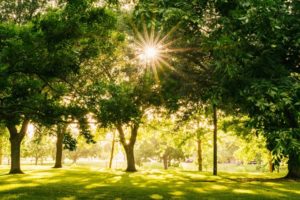 sun shining through a patch of green trees